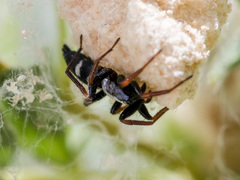 Aphantaulax trifasciata