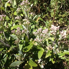 Ageratina glabrata