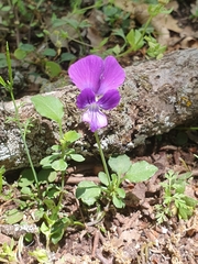 Viola munbyana image