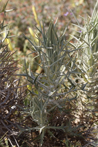 Image of Spiky Karmedik (Heterorhachis aculeata) by (c) Karen Eichholz, some rights reserved (CC BY)