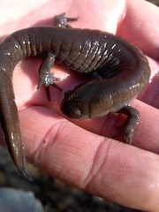 Ambystoma barbouri