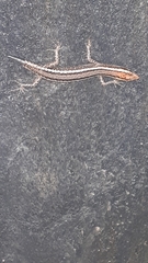 Cryptoblepharus