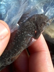 Ambystoma barbouri