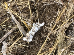 Diopatra cuprea