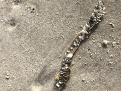 Diopatra cuprea