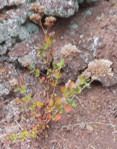 Polycarpaea latifolia image