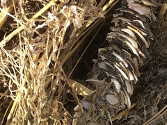 Diopatra cuprea