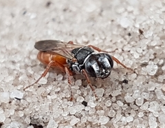 Larrisson variegatus