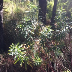 Euphorbia esuliformis