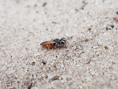 Larrisson variegatus