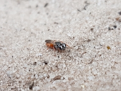 Larrisson variegatus