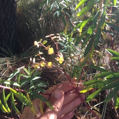 Euphorbia esuliformis