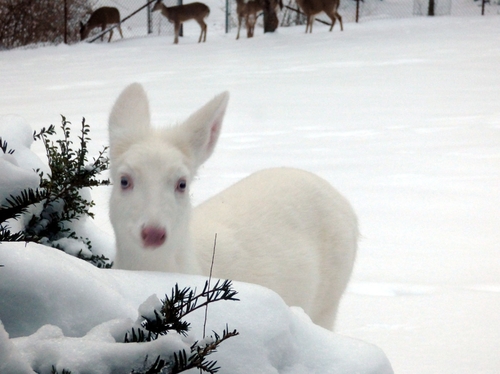 White-tailed Deer photographed in Pennsylvania