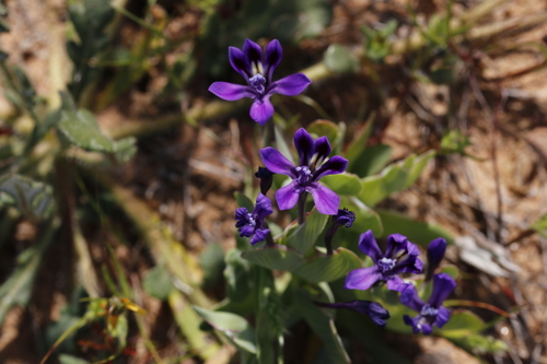 Lapeirousia violacea