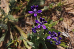 Lapeirousia violacea