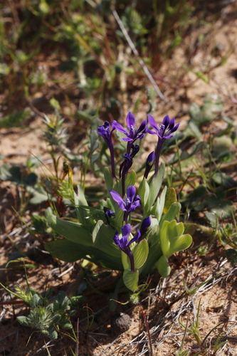 Image of Lapeirousia violacea by (c) Karen Eichholz, some rights reserved (CC BY)