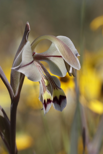 Image of Gladiolus orchidiflorus by (c) Karen Eichholz, some rights reserved (CC BY)