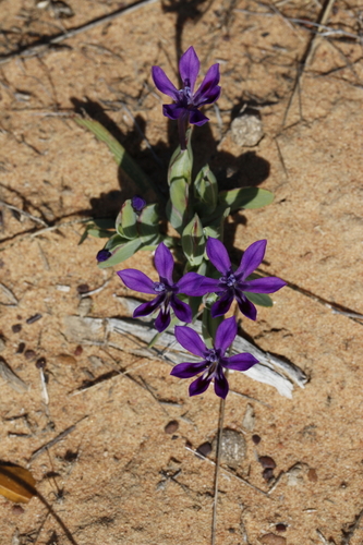Image of Lapeirousia violacea by (c) Karen Eichholz, some rights reserved (CC BY)