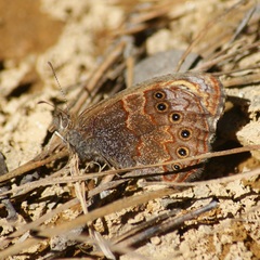 Paramacera xicaque xicaque