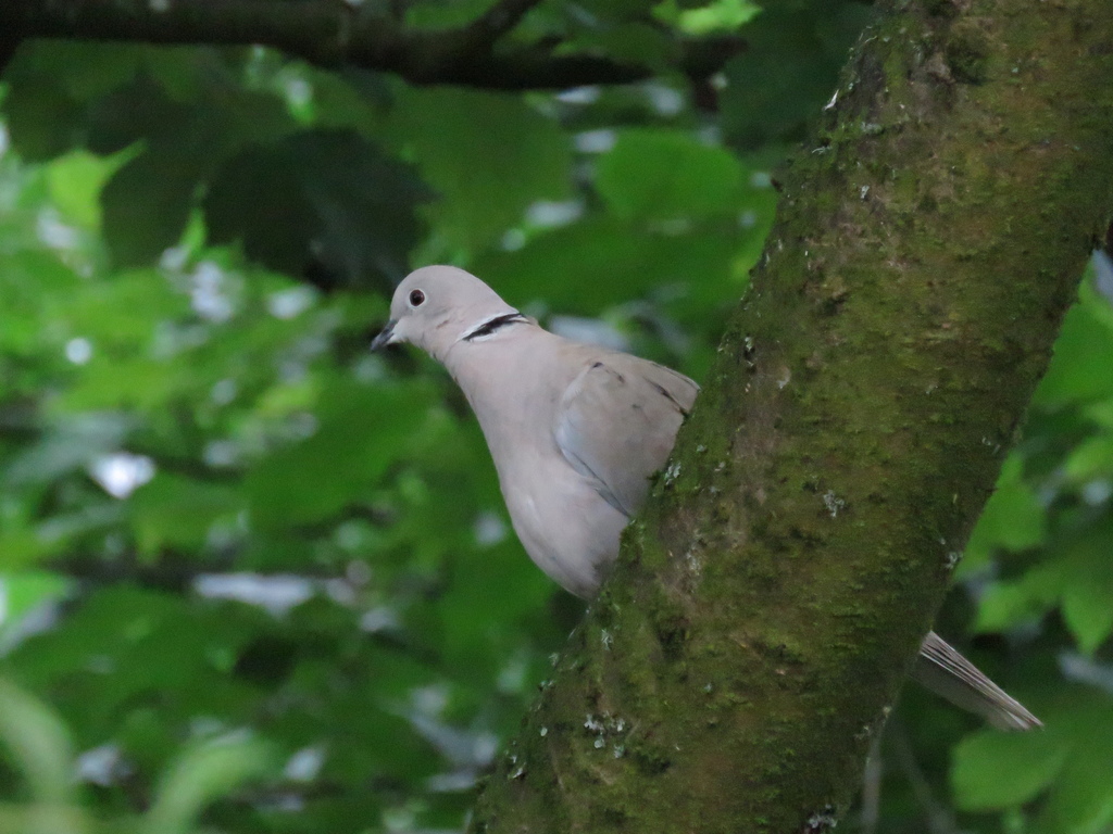 Eurasian CollaredDove from RSPB Lochwinnoch on July 2, 2023 at 0838