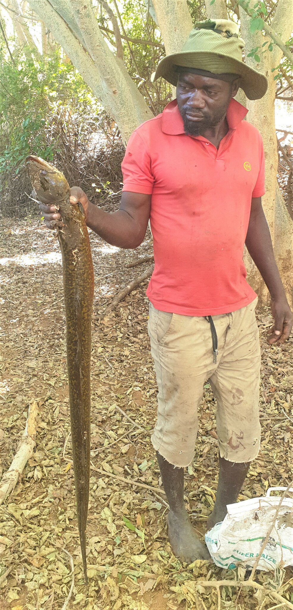 African Mottled Eel photo 3
