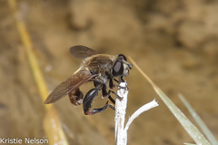 Polydontomyia curvipes