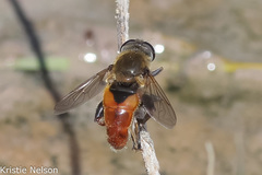 Polydontomyia curvipes