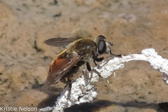 Polydontomyia curvipes