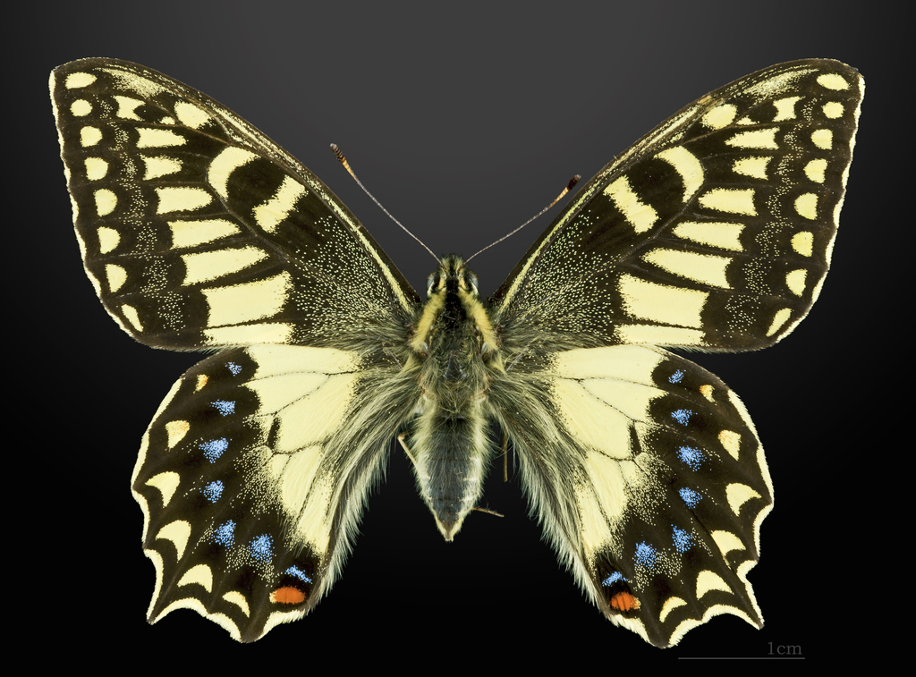 Corsican Swallowtail