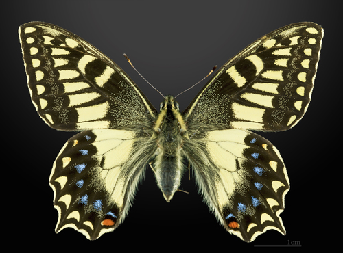 Corsican Swallowtail