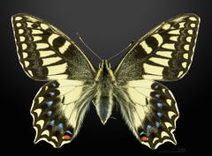 コルシカキアゲハ (Papilio hospiton) · iNaturalist