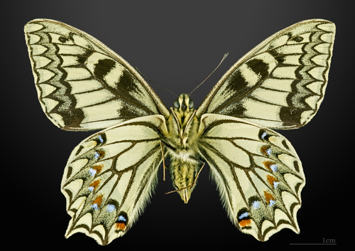 コルシカキアゲハ コルシカキアゲハ (Papilio hospiton) · iNaturalist