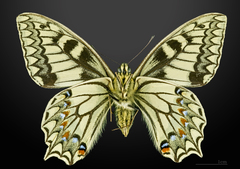 コルシカキアゲハ (Papilio hospiton) · iNaturalist