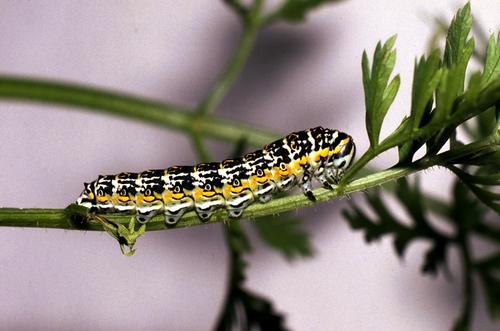 コルシカキアゲハ (Papilio hospiton) · iNaturalist
