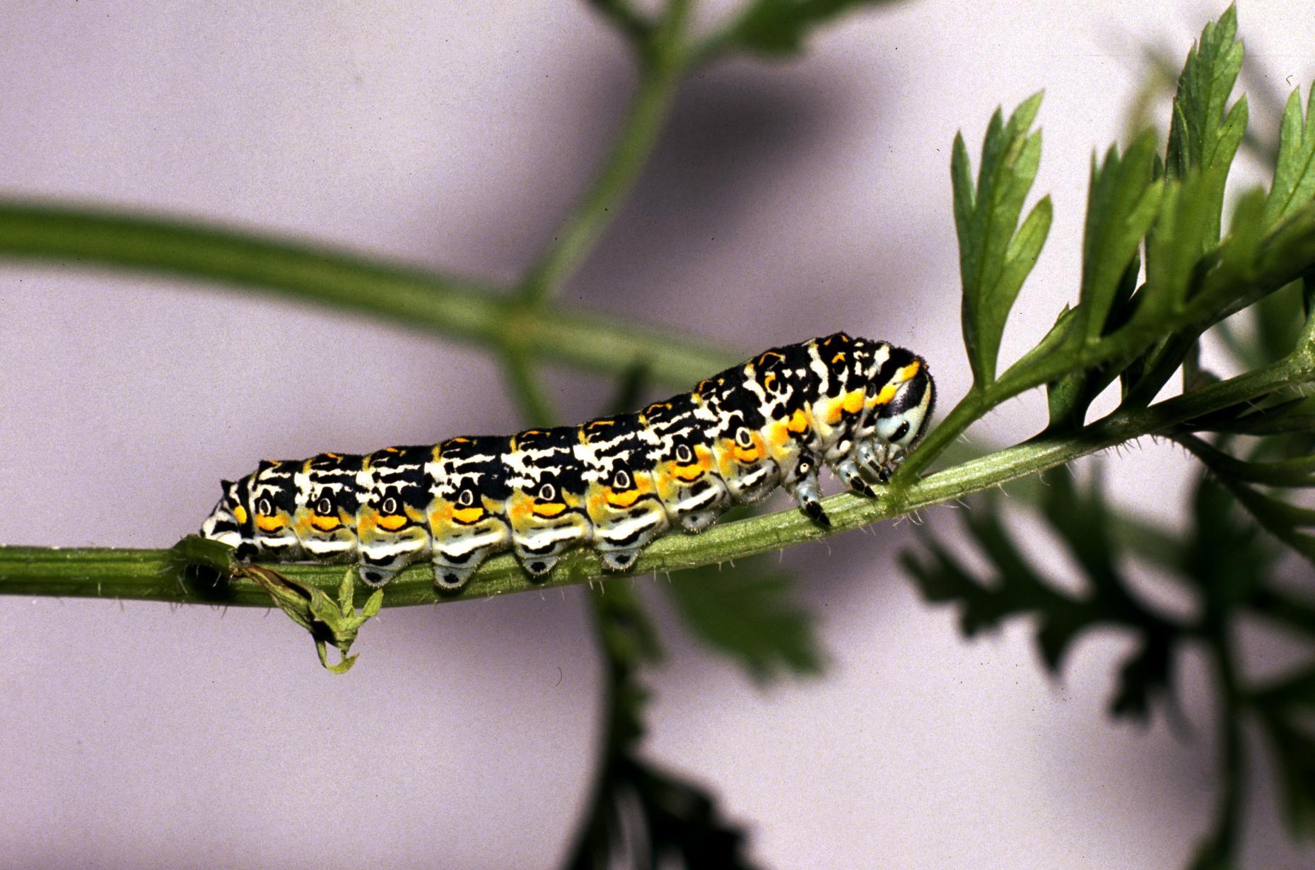 コルシカキアゲハ (Papilio hospiton) · iNaturalist