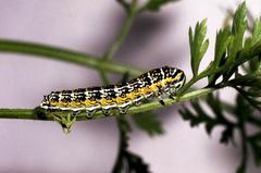 コルシカキアゲハ (Papilio hospiton) · iNaturalist