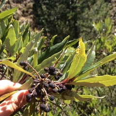 Comarostaphylis discolor