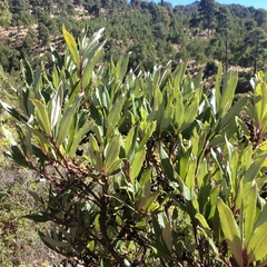 Comarostaphylis discolor