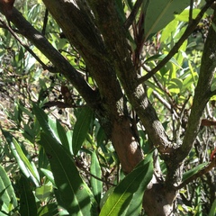 Comarostaphylis discolor