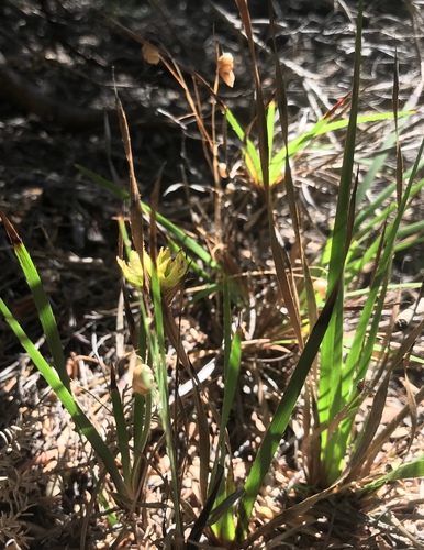 Conostylis aculeata (Conostylis aculeata)
