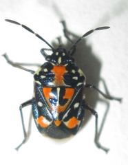 Stenozygum alienatum