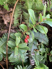 Vaccinium dentatum