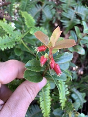 Vaccinium dentatum