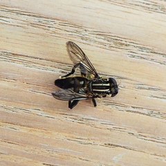 Orthoprosopa bilineata