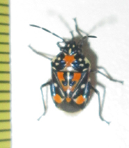 Stenozygum alienatum