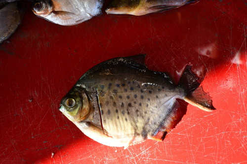 Spotted metynnis (Metynnis maculatus) — Serrasalmidae — 2