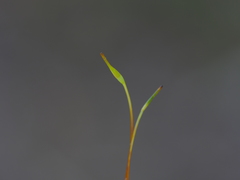 Mniodendron colensoi