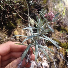 Gnaphaliothamnus salicifolius