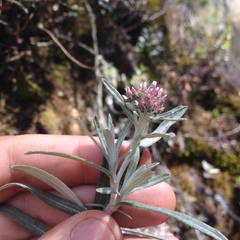 Gnaphaliothamnus salicifolius
