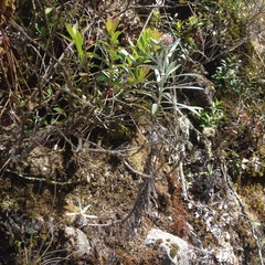 Gnaphaliothamnus salicifolius